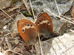 Coenonympha gardetta darwiniana