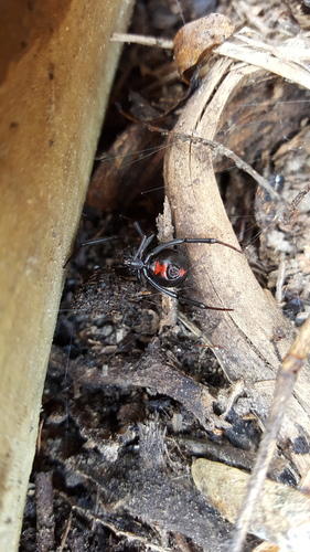 Southern black widow