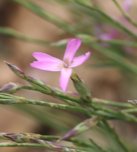 Dianthus lusitanus