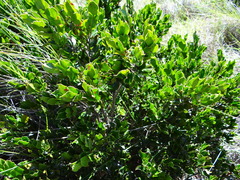 Diospyros scabrida cordata