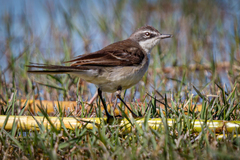 Motacilla capensis simplicissima