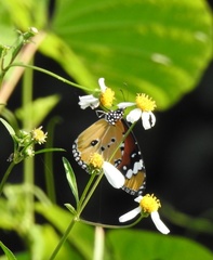 Danaus chrysippus