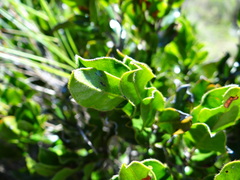 Diospyros scabrida cordata