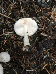 Amanita vaginata alba