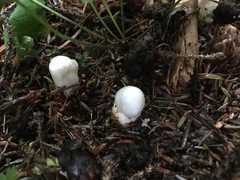 Amanita vaginata alba