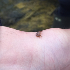 Gammarus oceanicus
