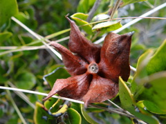 Diospyros scabrida cordata