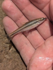 Nueces Roundnose Minnow photo 4