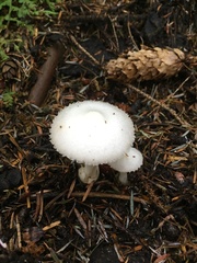 Amanita vaginata alba