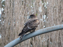 Milvus migrans lineatus