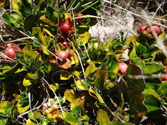 Diospyros scabrida cordata