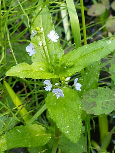 Veronica americana iNat (2)