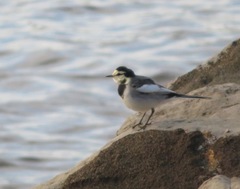 Motacilla alba lugens