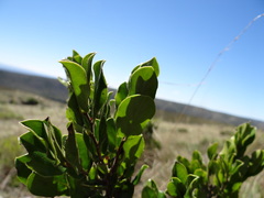 Diospyros scabrida cordata