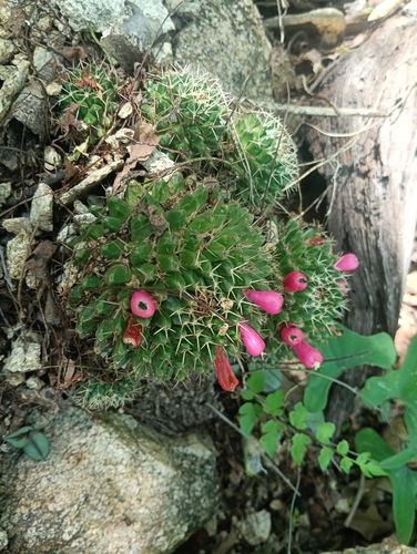 Foto de Mammillaria voburnensis