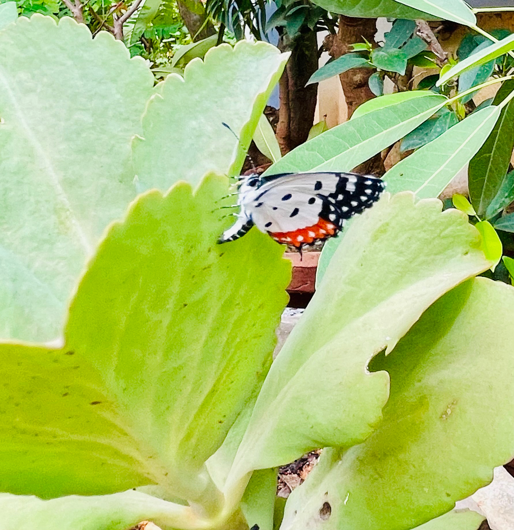 Red Pierrot