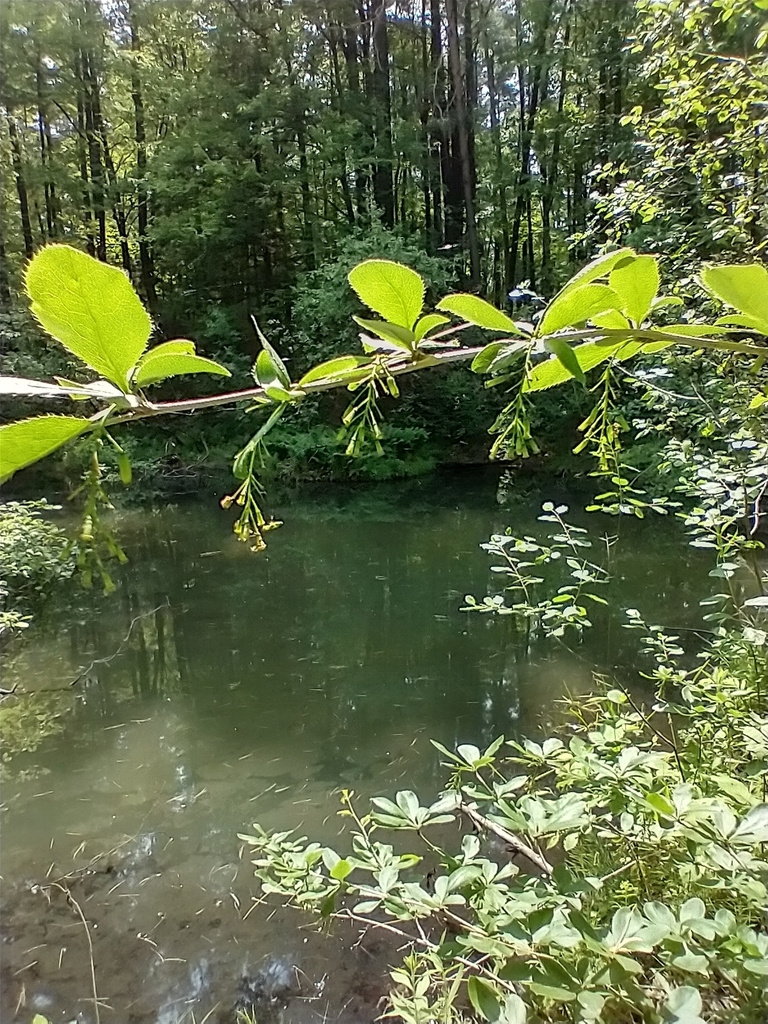 Berberis vulgaris, Winooski, VT, USA