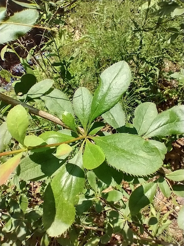 Berberis vulgaris