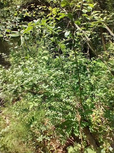 Berberis vulgaris