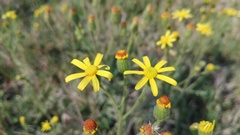 Senecio glutinosus