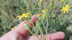 Senecio glutinosus