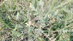 Senecio glutinosus