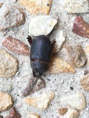 Temnorhynchus retusus