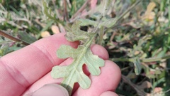 Senecio glutinosus