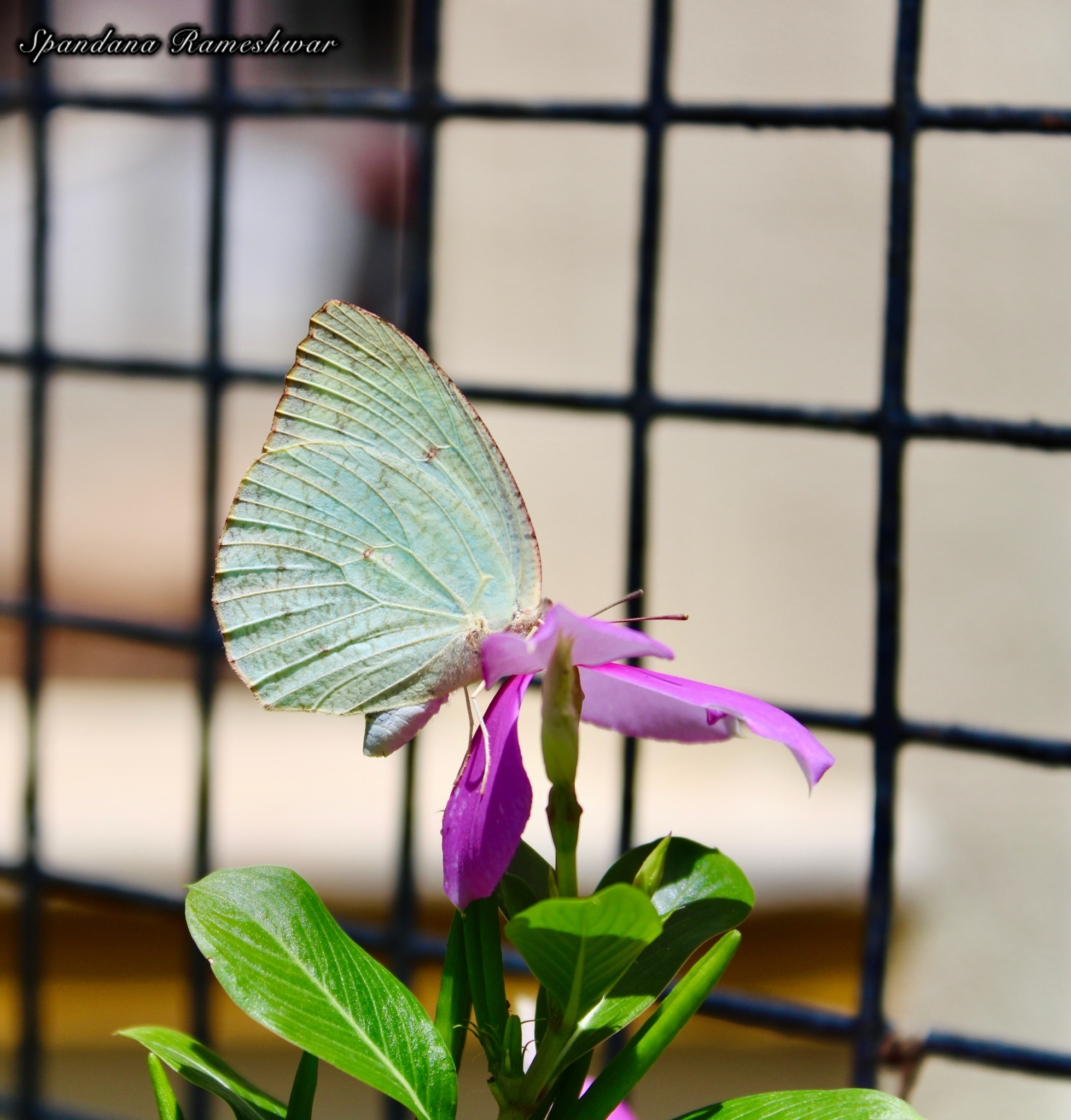 Mottled Emigrant