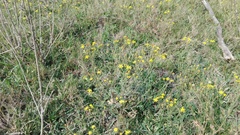Senecio glutinosus
