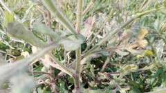 Senecio glutinosus