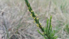 Struthiola parviflora