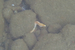 Gymnothorax melatremus