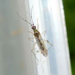 Dicyphus epilobii