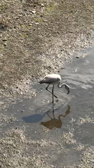 Phoenicopterus roseus