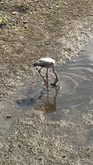 Phoenicopterus roseus