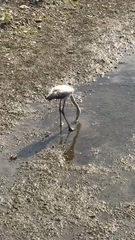 Phoenicopterus roseus