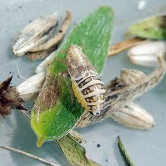 Dicranotropis hamata