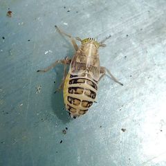 Dicranotropis hamata