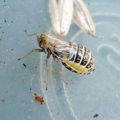 Dicranotropis hamata