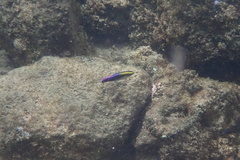 Labroides phthirophagus