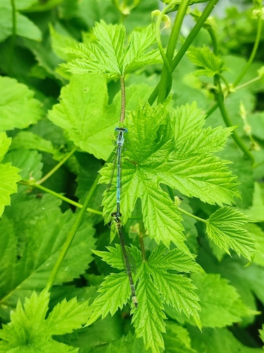 Blue Featherleg