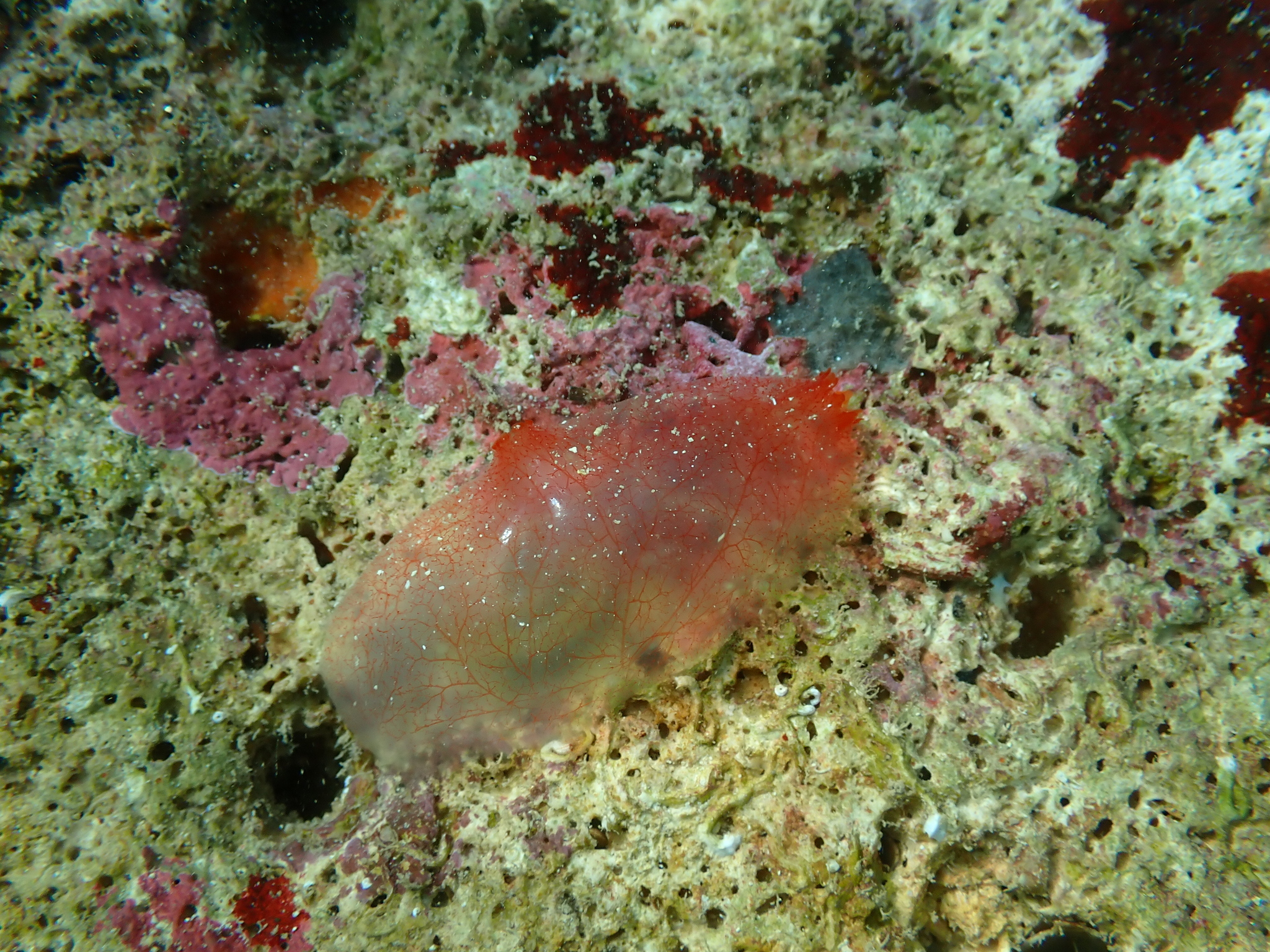 Ascidia mentula Müller, 1776