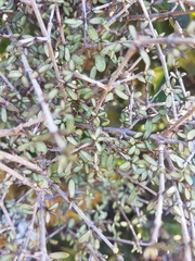 Coprosma decurva