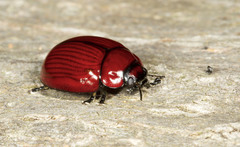 Paropsisterna rufobrunnea