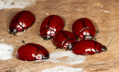 Paropsisterna rufobrunnea