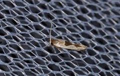 Stathmopoda megathyma