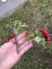 Crataegus