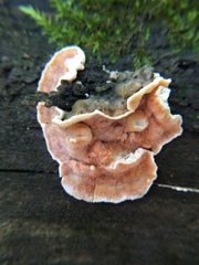 Skeletocutis amorpha