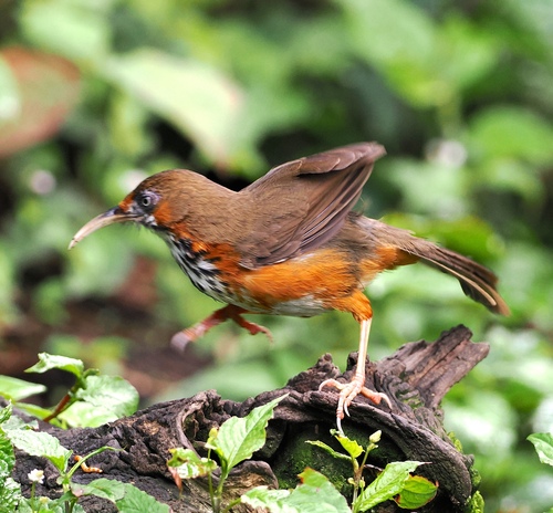 Black-streaked Scimitar Babbler (Erythrogenys gravivox), photo 9